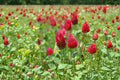 Crimson Clover Seeds – Trifolium incarnatum Herbaceous Annual Cover Crop 100 Seeds