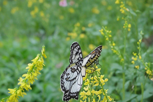 Yellow Sweet Clover Seeds – Melilotus officinalis Herbaceous Biennial Legume for Meadows & Naturalized Areas, Drought Tolerant