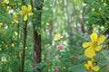Partridge Pea Seeds – Chamaecrista fasciculata – Native Yellow Wildflower for Meadows & Wildflower Gardens