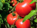 VR Moscow Tomato Seeds – 30 Count, Early Red Garden Variety, Compact Growth, Solanum lycopersicum, Suitable for Cooler Regions
