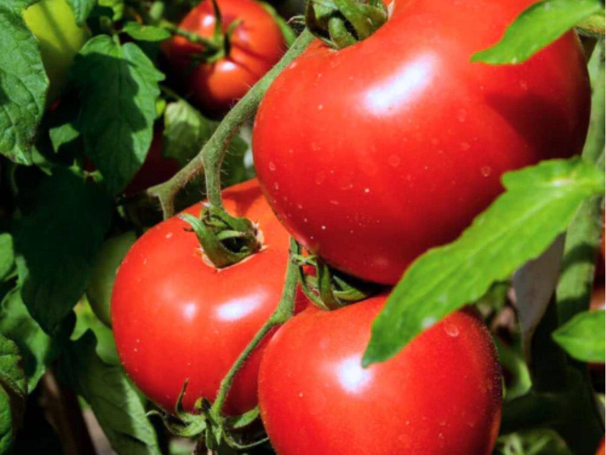 VR Moscow Tomato Seeds – 30 Count, Early Red Garden Variety, Compact Growth, Solanum lycopersicum, Suitable for Cooler Regions