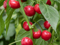 Red Cherry Sweet Pepper Seeds – 25 Non-GMO Capsicum annuum Small Round Mild Variety for Fresh, Stuffed & Pickled Dishes