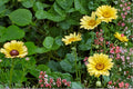 Painted Daisy Seeds – Glebionis carinata – Colorful Multi-Toned Annual Flower for Borders & Wildflower Gardens