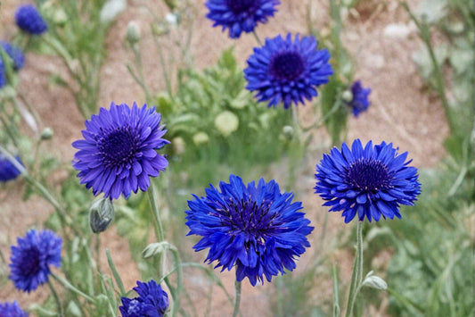 Blue Bachelor's Button Seeds – Centaurea cyanus, Bright Blue Wildflower, Annual Flower Seed for Gardens & Borders