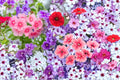 Annual Phlox Seeds – Phlox drummondii – Colorful Flower Clusters for Borders & Containers – Herbaceous Annual Seed Pack