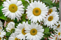 Oxeye Daisy Seeds 100 Pack – Leucanthemum vulgare Wildflower Perennial for Meadow Gardens and Naturalized Areas