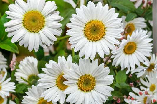 Oxeye Daisy Seeds 100 Pack – Leucanthemum vulgare Wildflower Perennial for Meadow Gardens and Naturalized Areas