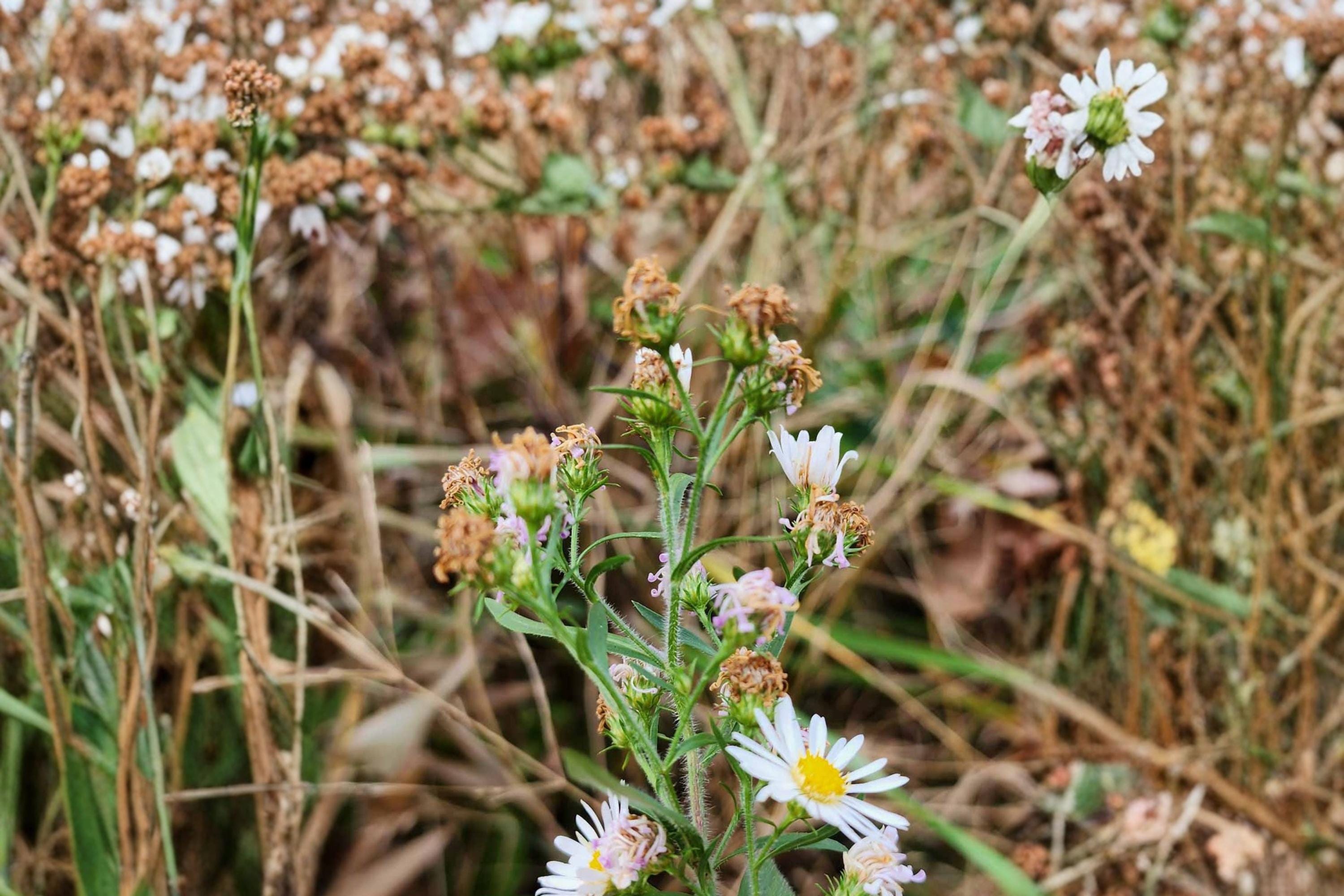 Heath Aster Seeds 100 Pack – Symphyotrichum pilosum Wildflower Perennial for Meadows & Borders