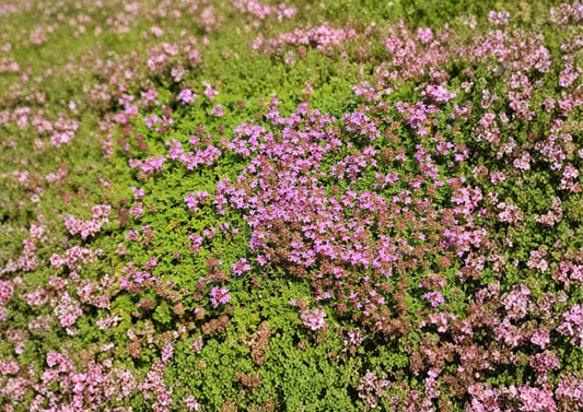 1000+ Creeping Thyme Seeds Thymus serpyllum Groundcover Perennial Purple Flower Herb Lawn Alternative