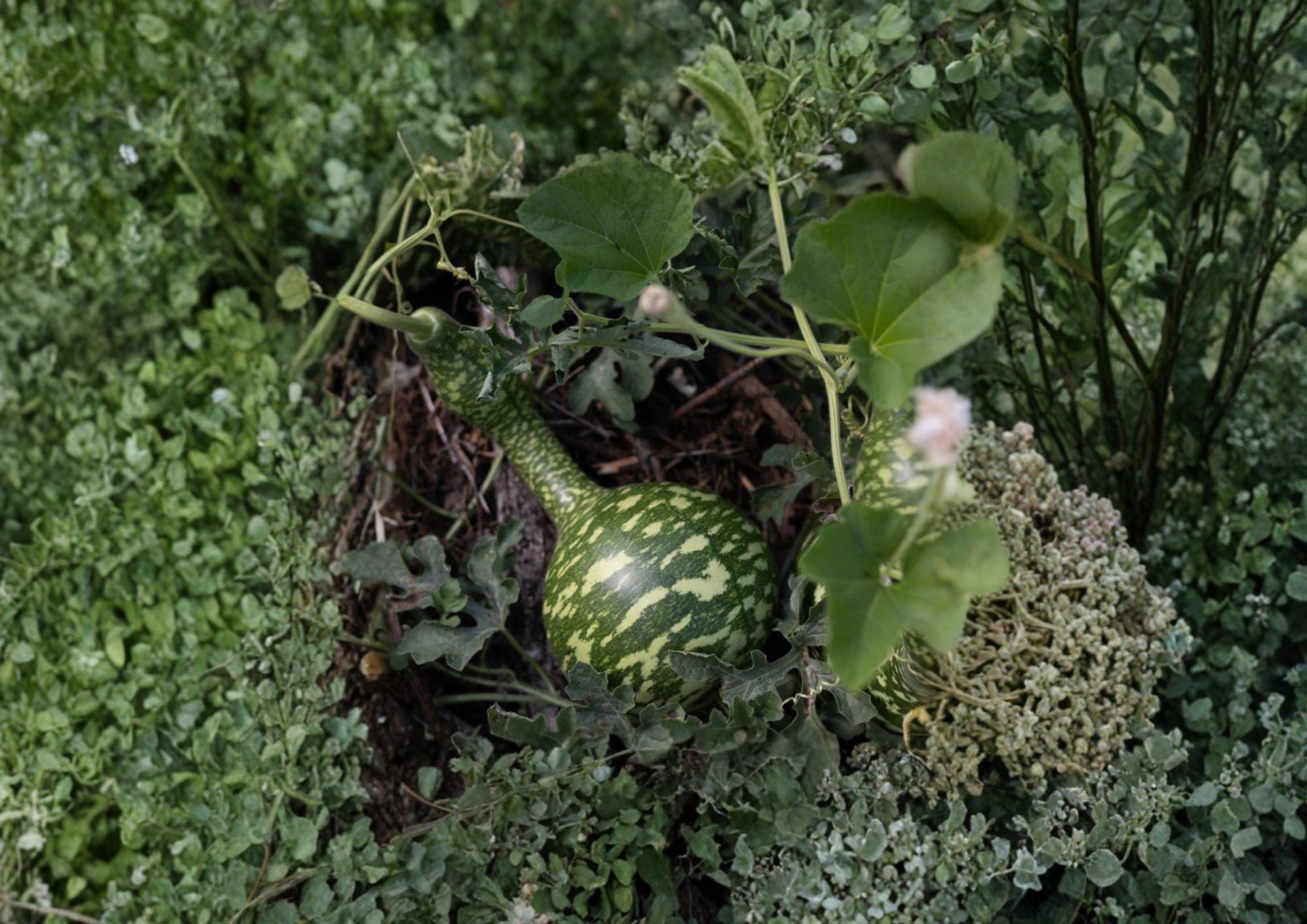 Speckled Swan Gourd Seeds Heirloom Non-GMO Ornamental Climbing Vine for Garden Decor and Crafts