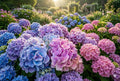 Spring Mix Hydrangea Seeds – Non-GMO Hydrangea macrophylla Flower Seeds for Garden Beds & Containers