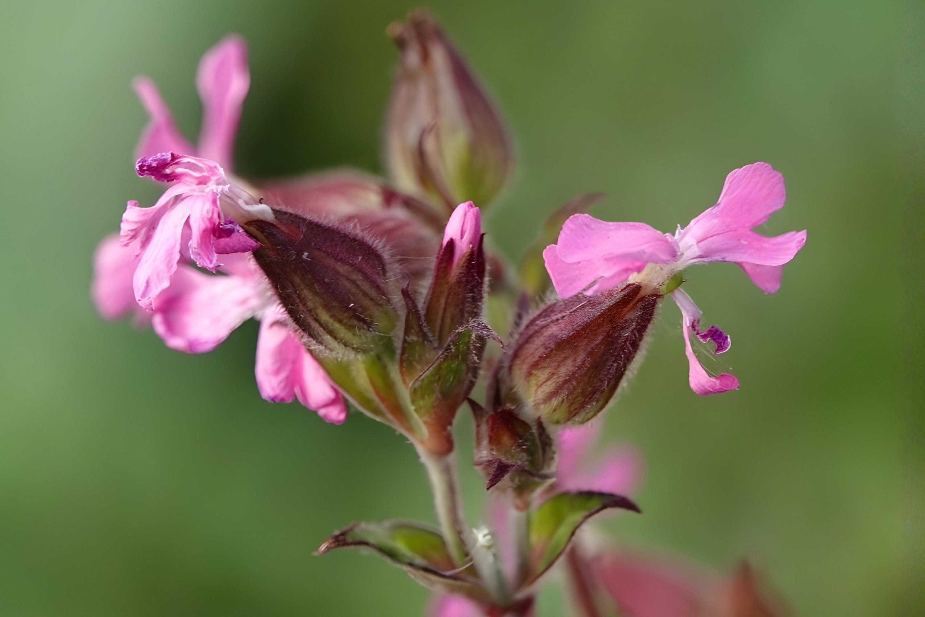 Dame’s Rocket Seeds (100) – Fragrant Night-Scented Gilliflower, Hesperis matronalis, Cottage Garden, Pollinator-Friendly, Easy to Grow