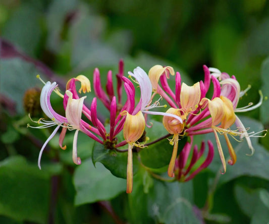Peaches & Cream Honeysuckle Vine - Live Climbing Plant, Fragrant Blooms, Lonicera periclymenum, Garden Trellis, Fence, Arbor
