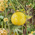 Heirloom Mizuna Spinach Seeds, Japanese Mustard Greens, Brassica rapa, Asian Vegetable Garden, Organic Leafy Greens