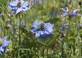 Black Cumin Seeds Nigella sativa Heirloom Non-GMO Culinary Spice Herb Garden Seeds for Medicinal and Ornamental Use