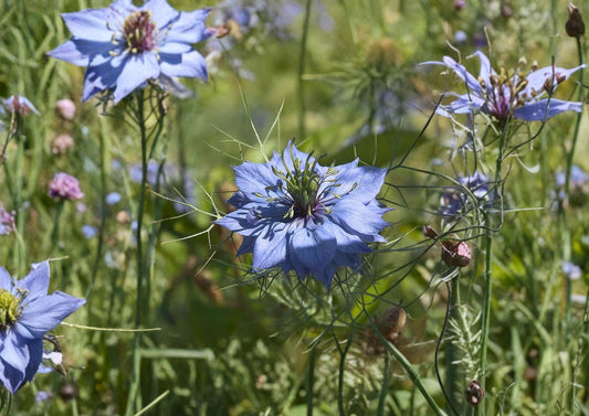 Black Cumin Seeds Nigella sativa Heirloom Non-GMO Culinary Spice Herb Garden Seeds for Medicinal and Ornamental Use
