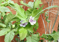 Marshmallow Seeds, Heirloom Althea Officinalis, Medicinal Herb, Perennial Flower, Pollinator Friendly, Herbal Garden Planting Seeds