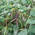 30 Seeds Persicaria punctata Smartweed Wetland Plant Native Wildflower for Water Gardens & Rain Gardens