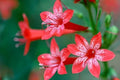Mud Plantain Seeds | Native Aquatic Plant for Ponds & Wetlands | Alisma subcordatum | Marshy & Water Garden Plant