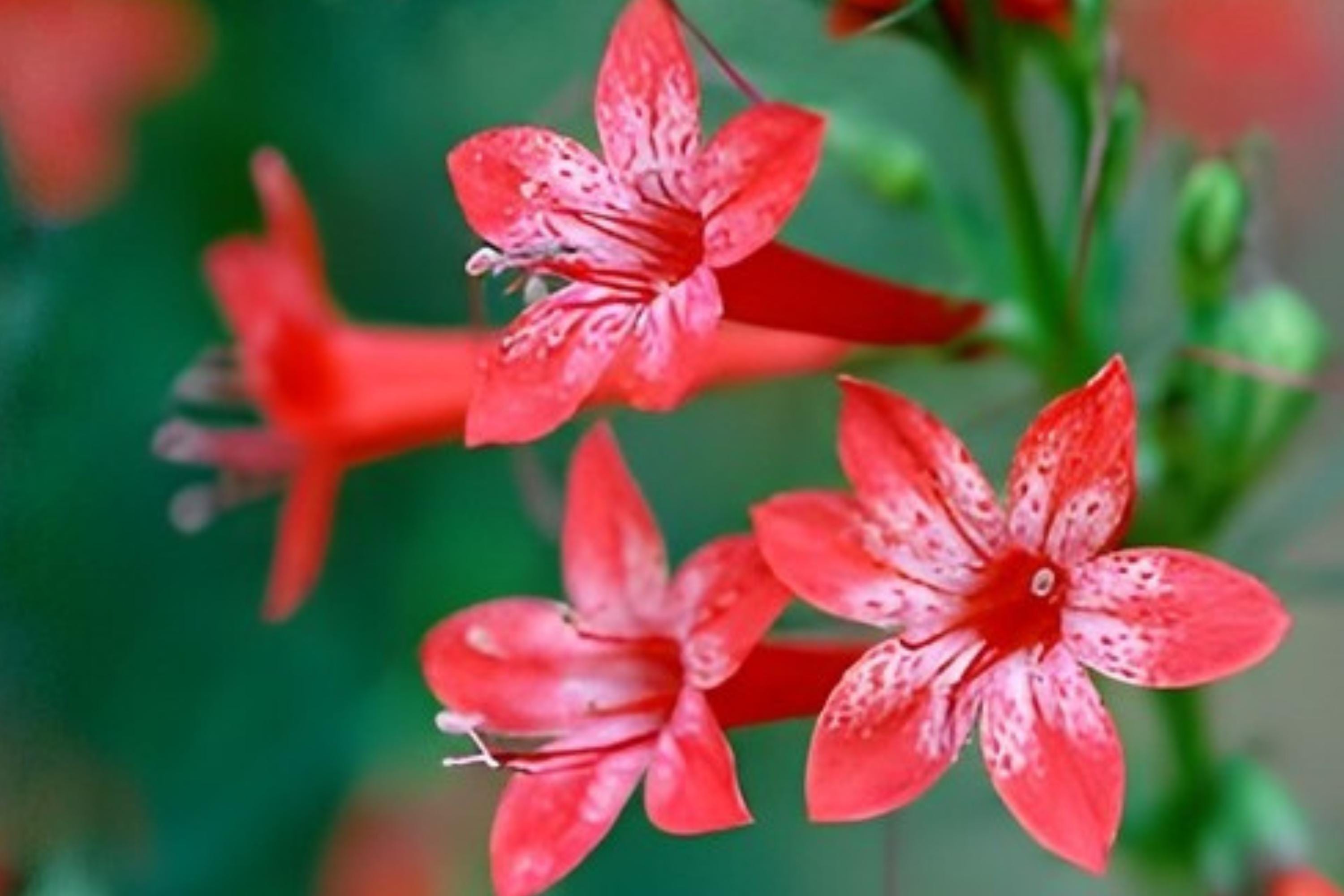 Mud Plantain Seeds | Native Aquatic Plant for Ponds & Wetlands | Alisma subcordatum | Marshy & Water Garden Plant