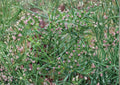 Cumin Seeds, Heirloom Non-GMO, Culinary Spice, Aromatic Herb, Cuminum cyminum, Garden Seeds, Herb Garden, Spice Seeds