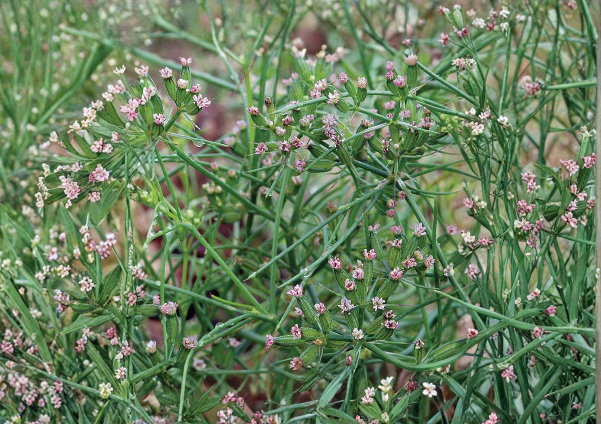 Cumin Seeds, Heirloom Non-GMO, Culinary Spice, Aromatic Herb, Cuminum cyminum, Garden Seeds, Herb Garden, Spice Seeds