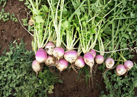 Purple Top White Globe Turnip Seeds, Heirloom Brassica Rapa, Cool Season Root Vegetable, Non-GMO, Fast Growing Garden Plant