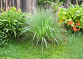 Lemongrass Seeds, Cymbopogon Citratus, Aromatic Culinary Herb, Non-GMO, Heirloom, Tropical Plant for Garden, Pot, or Indoor Growing