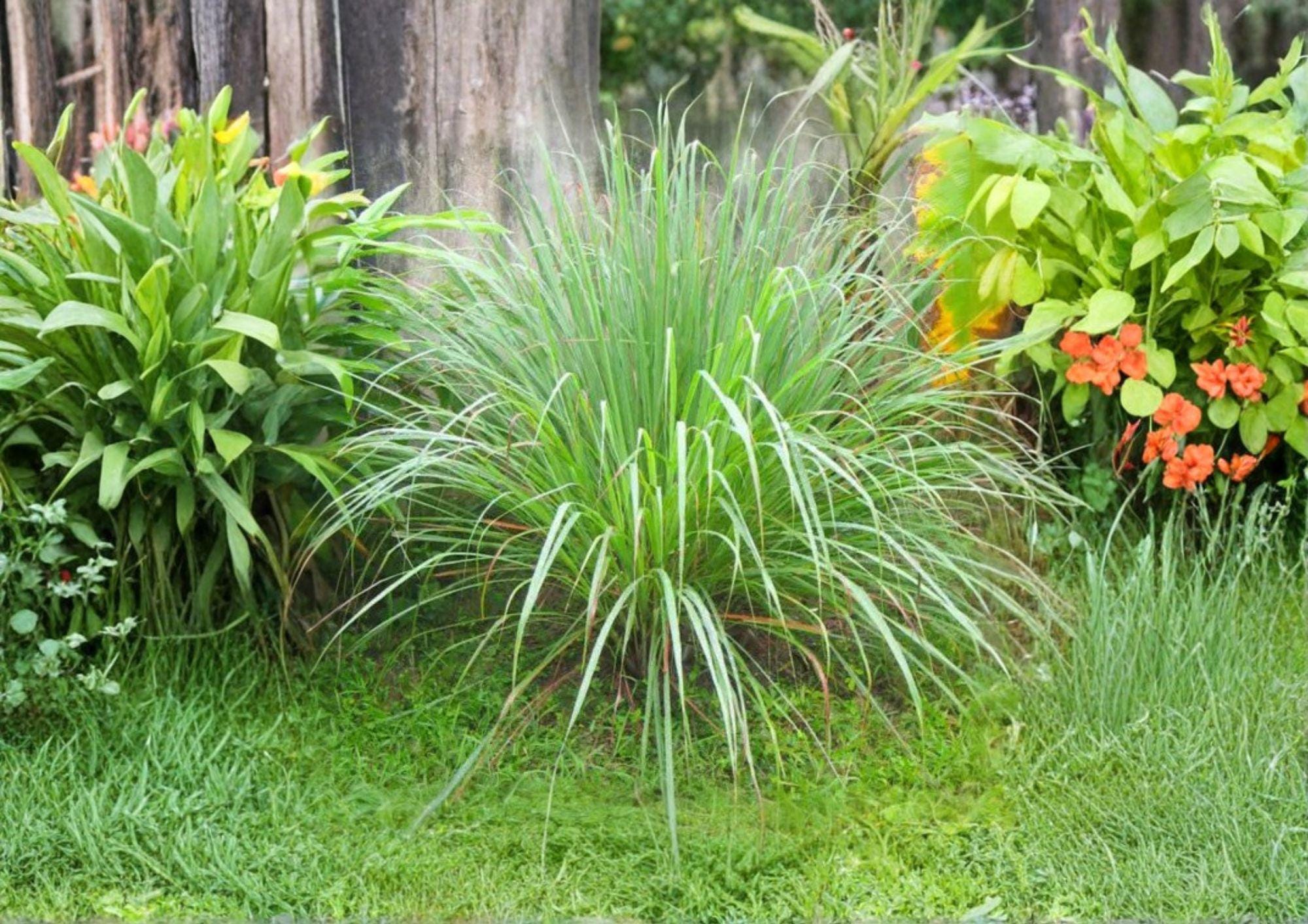 Lemongrass Seeds, Cymbopogon Citratus, Aromatic Culinary Herb, Non-GMO, Heirloom, Tropical Plant for Garden, Pot, or Indoor Growing