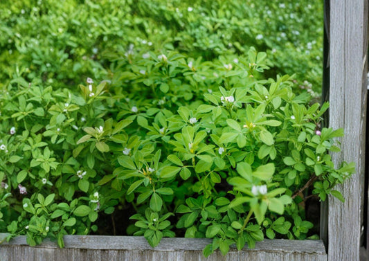 100 Fenugreek Seeds, Trigonella Foenum-Graecum, Heirloom Non-GMO Culinary and Medicinal Herb Seeds for Garden, Microgreens, Spice