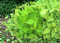 Lovage Seeds 200+ Non-GMO Heirloom Perennial Herb Levisticum officinale Culinary & Medicinal
