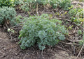 Wormwood Seeds, Artemisia absinthium, Heirloom Non-GMO, Perennial Medicinal Herb, Silver Foliage, Herb Garden Seeds