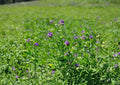 Alfalfa Seeds Non-GMO Heirloom Cover Crop Medicago sativa Pollinator Friendly Forage Seeds