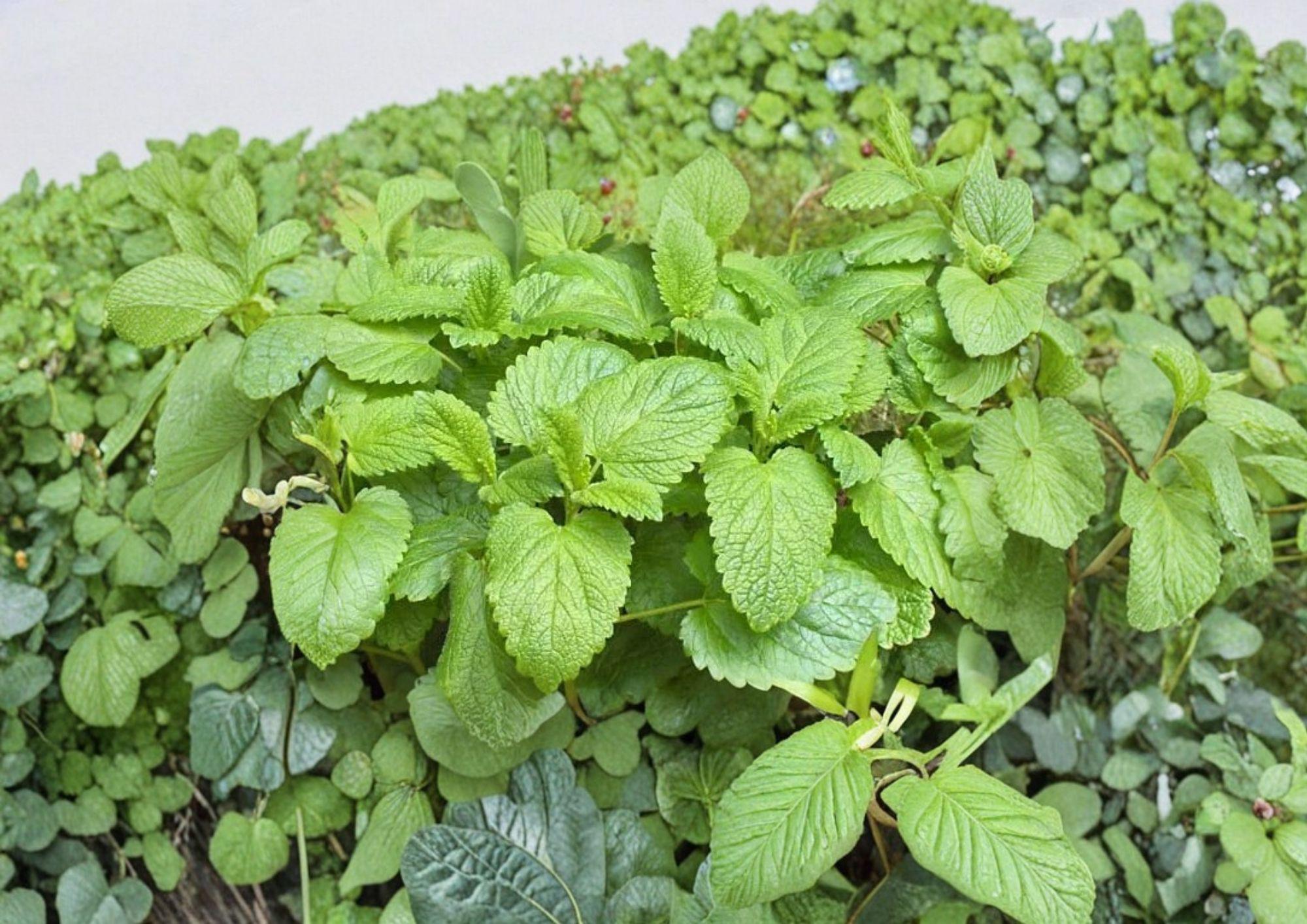 Lemon Balm Seeds, Heirloom Non-GMO, Melissa officinalis, Aromatic Perennial Herb, Medicinal and Culinary Planting Seeds