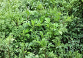 Mugwort Seeds, Heirloom Non-GMO Artemisia vulgaris, Perennial Culinary & Medicinal Herb, Herb Garden Planting Seeds