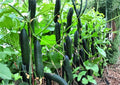 50+ Marketer Cucumber Seeds, Heirloom Non-GMO, Slicing & Pickling, High-Yield Garden Vegetable Seeds, Cucumis sativus