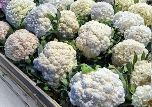 Self-Blanching Cauliflower Seeds, Heirloom Non-GMO Brassica Oleracea, Cool Season Vegetable Seeds for Spring & Fall Gardening