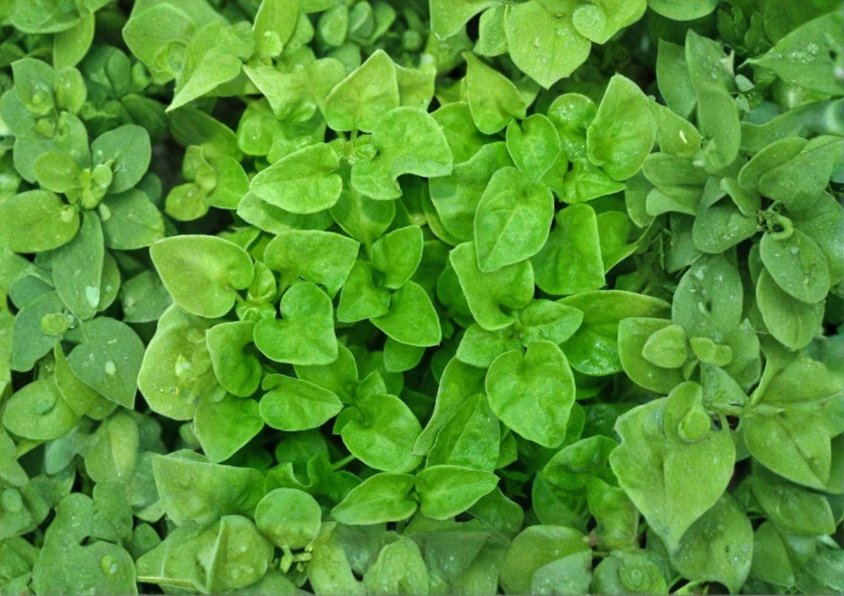 Watercress Seeds, Heirloom Non-GMO, Aquatic Herb, Peppery Green, Nasturtium officinale, Garden Planting Seeds