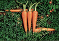1000 Danvers 126 Carrot Seeds Heirloom Non-GMO Vegetable Seeds for Home Garden, Sweet Root, Deep Orange Daucus Carota