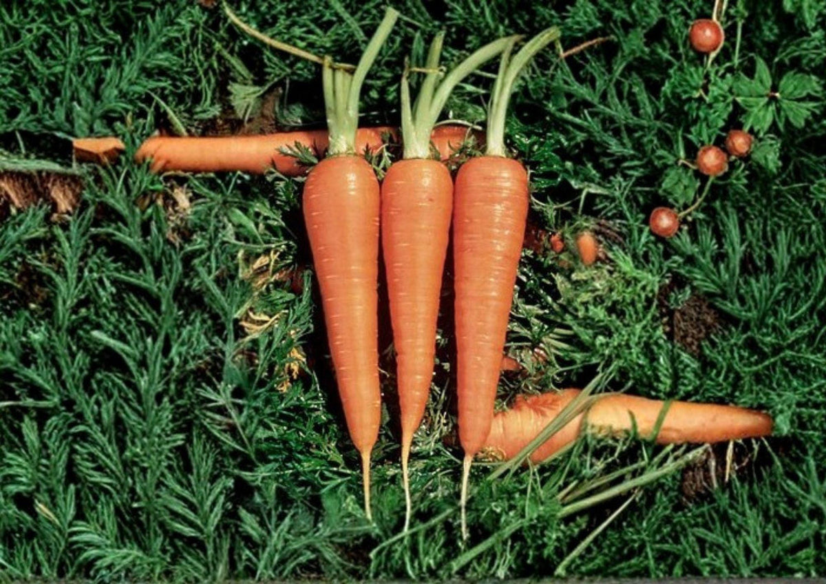 1000 Danvers 126 Carrot Seeds Heirloom Non-GMO Vegetable Seeds for Home Garden, Sweet Root, Deep Orange Daucus Carota