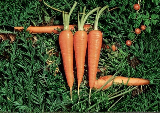 1000 Danvers 126 Carrot Seeds Heirloom Non-GMO Vegetable Seeds for Home Garden, Sweet Root, Deep Orange Daucus Carota