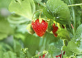 Heirloom Strawberry Seeds, Non-GMO Fragaria x ananassa, Sweet Juicy Berries for Garden, Container & Landscape Planting