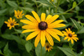 250 Mexican Hat Ratibida Columnifera Pulchra Seeds | Prairie Coneflower Wildflower Seeds for Native Gardens and Pollinator Attracting