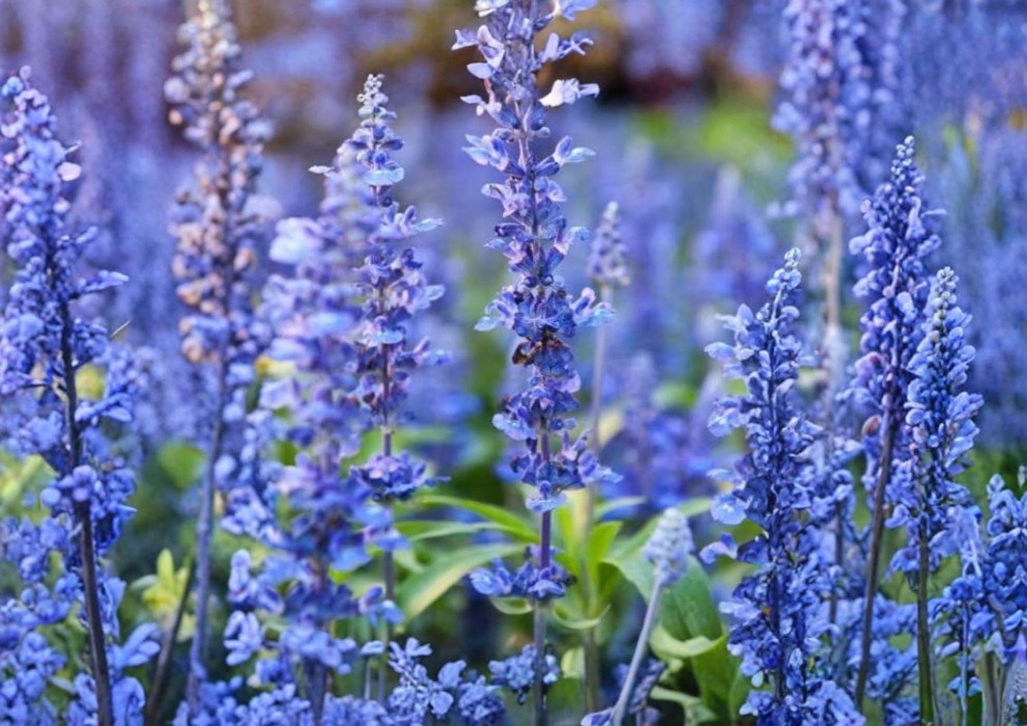 Hyssop Seeds, Heirloom Non-GMO, Pollinator & Hummingbird Attractant, Aromatic Perennial Herb, Hyssopus officinalis, 800+ Seeds