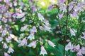 Calico Beardtongue Seeds – Penstemon calycosus Herbaceous Perennial with Pink to Lavender Tubular Flowers, Wildflower Garden, Border Plant