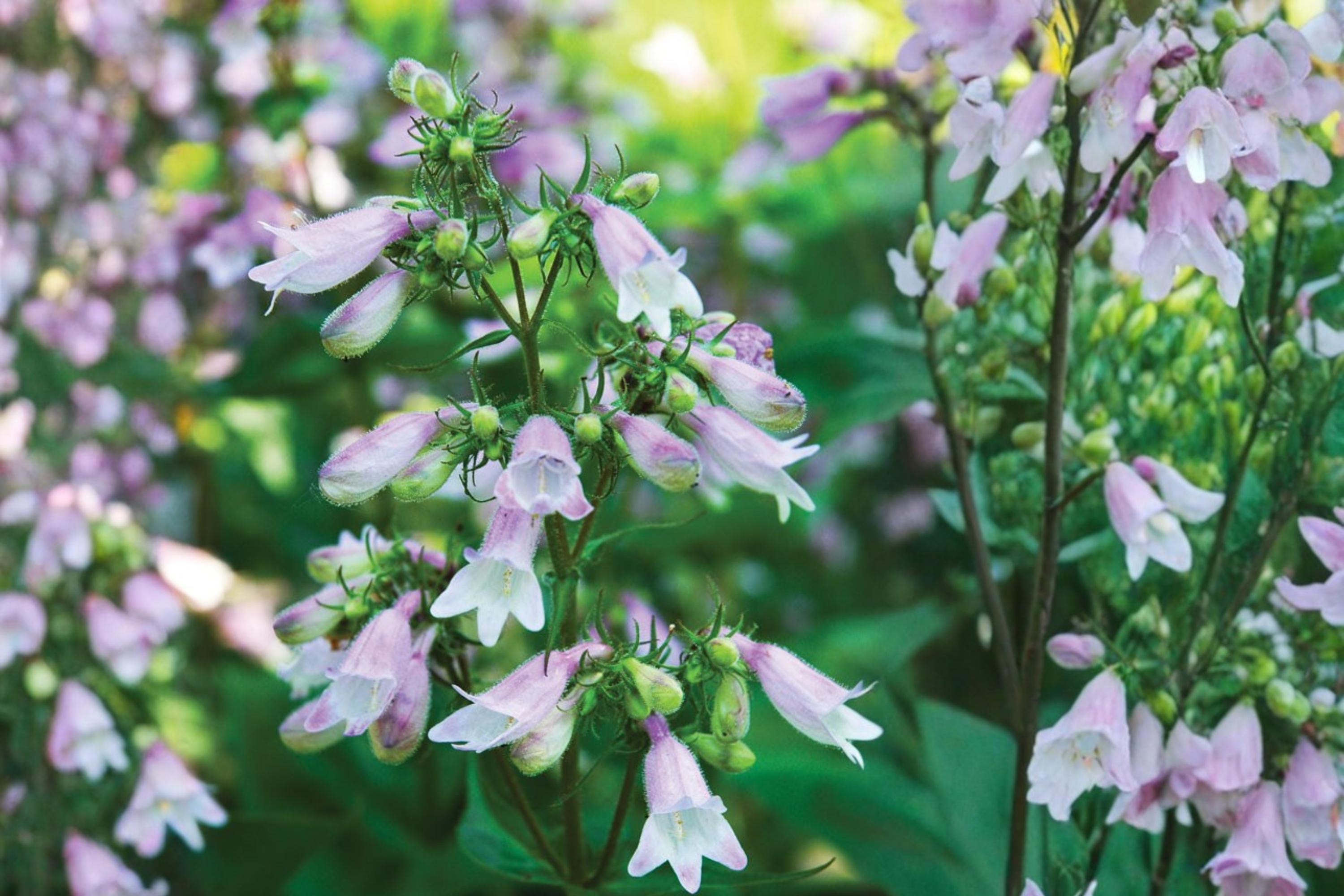Calico Beardtongue Seeds – Penstemon calycosus Herbaceous Perennial with Pink to Lavender Tubular Flowers, Wildflower Garden, Border Plant