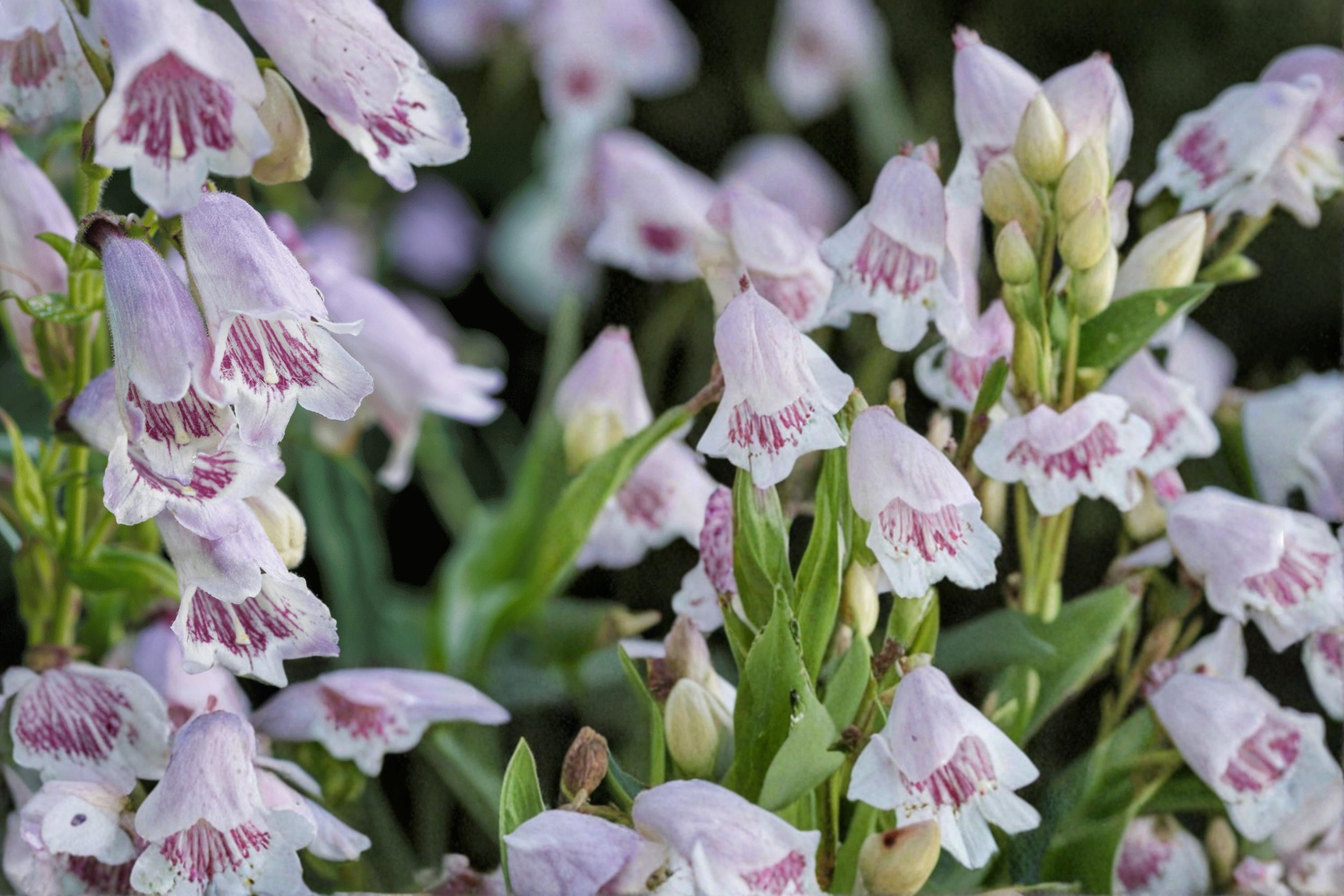 Foxglove Beardtongue Seeds – Penstemon digitalis Herbaceous Perennial with White Pink Tubular Flowers, Wildflower & Border Plant