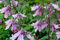 Hairy Beardtongue Seeds – Penstemon hirsutus, Lavender to Pale Purple Tubular Flowers, Native Perennial for Wildflower Gardens