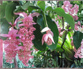 Medinilla Magnifica ‘Zenz’ Starter Plant – Pink Chandelier Tropical Houseplant with Cascading Pink Flowers