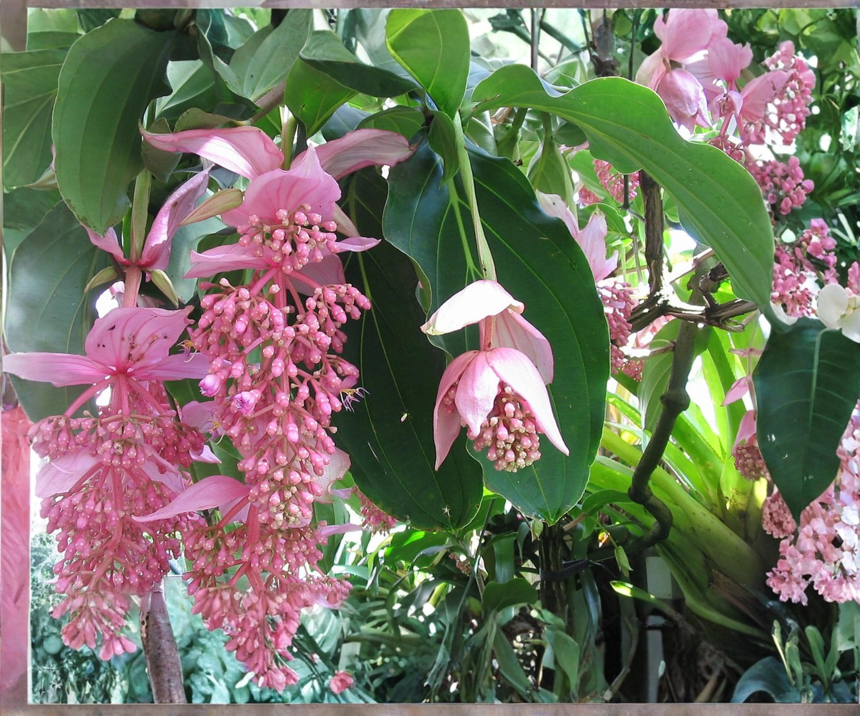 Medinilla Magnifica ‘Zenz’ Starter Plant – Pink Chandelier Tropical Houseplant with Cascading Pink Flowers